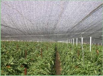 Attrape Nuages pl1582857-hdpe raschel knitted sun shade netting for greenhouse horticulture.jpg