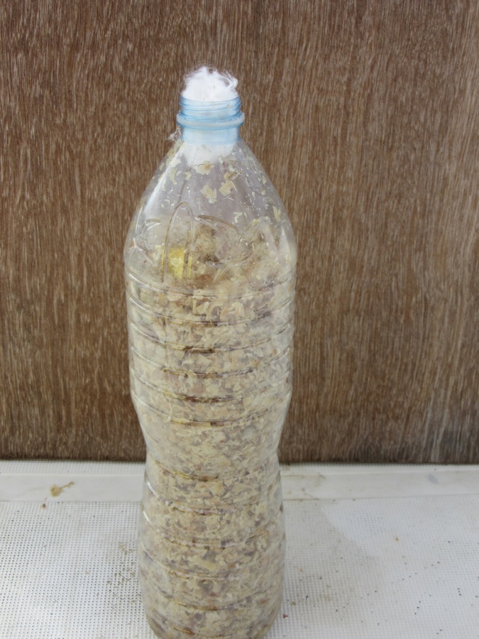 Objet en myc lium de champignon 675px-Culture de pleurotes IMG 0982.JPG