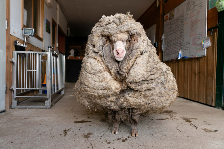 Proc d s de transformation de la laine de mouton 1391067-baarack-un-mouton-sauvage-qui-a-ete-retrouve-en-australie-avec-une-toison-de-35-kg-le-25-fevrier-2021.jpg