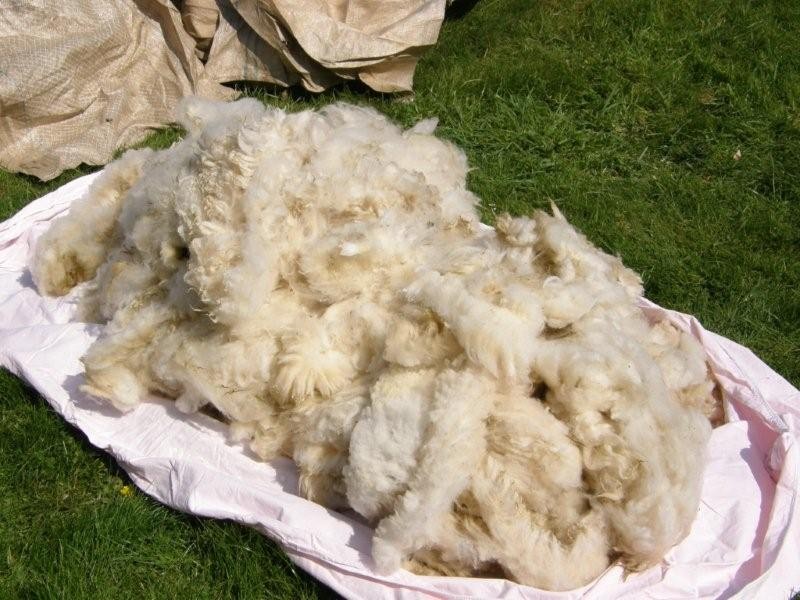 Proc d s de transformation de la laine de mouton laine-2010-002-1b2f803.jpg