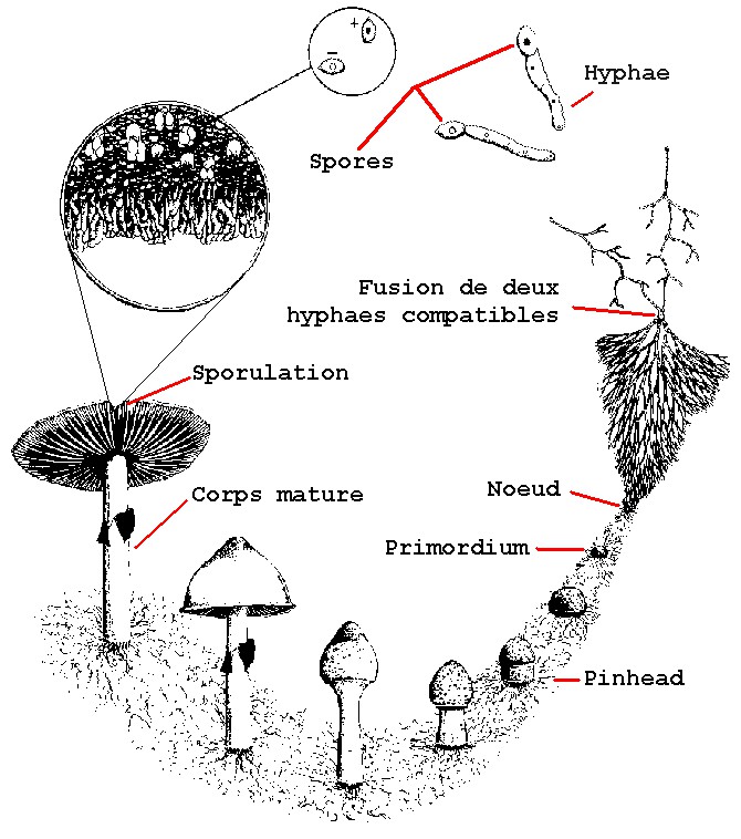 Champignon Inoculation d une culture liquide cycle-de-vie-du-champignons.jpg