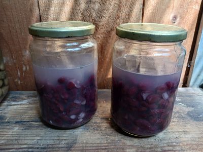 Lacto-fermentation_de_haricots_rouges_cuits_20240823_142405.jpg