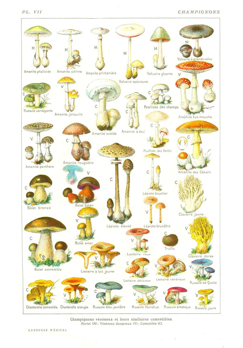 Conservation des champignons 1280px-Champignons-Larousse-Medica.jpg