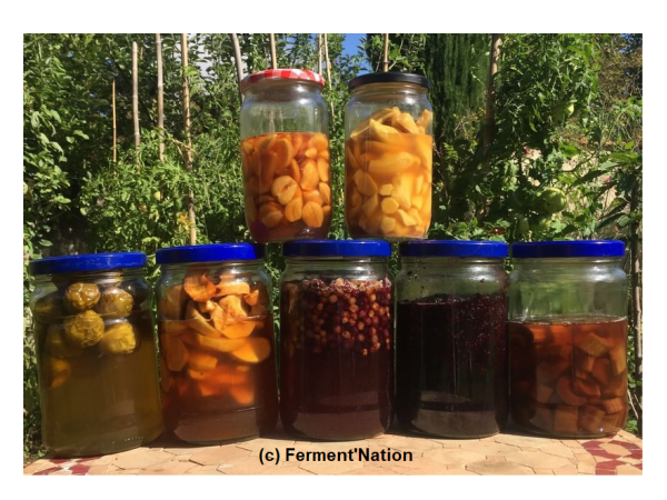 fermentation_fruits.png