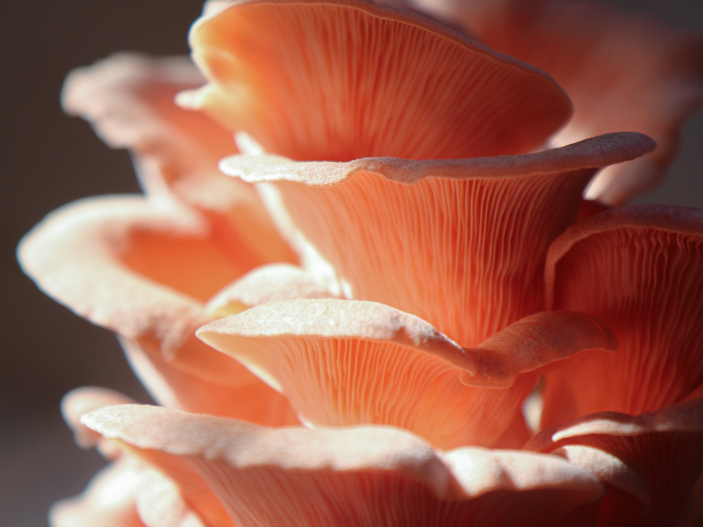Sacs stériles haute densité pour la culture des champignons 3 kg