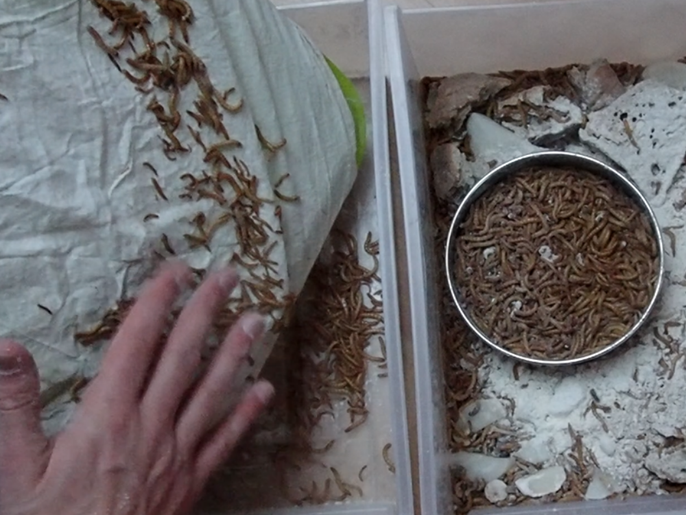 L'élevage du vers de farine - Manger des insectes : l'entomophagie en  cuisine