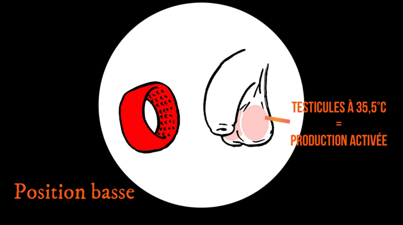 Contraception masculine thermique position basse.png