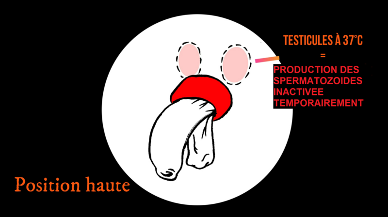 Contraception masculine thermique position haute.png