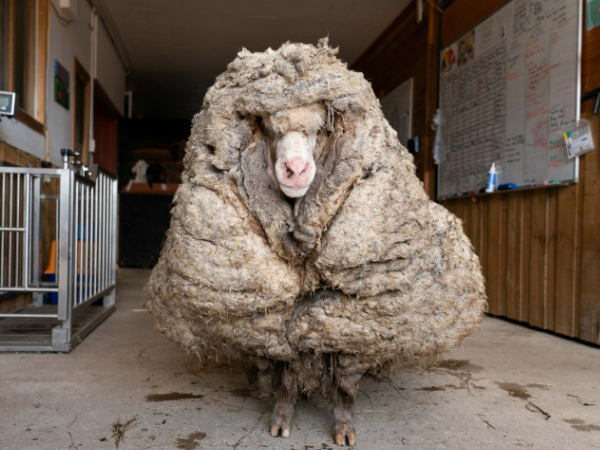 Procédés de transformation de la laine de mouton — Low-tech Lab
