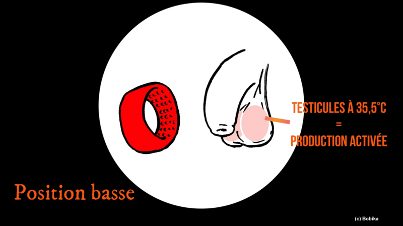 Contracep masculine thermique position basse.png