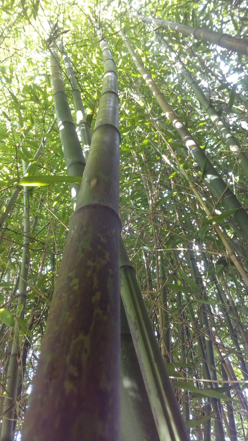 V lo en bambou 1.jpg