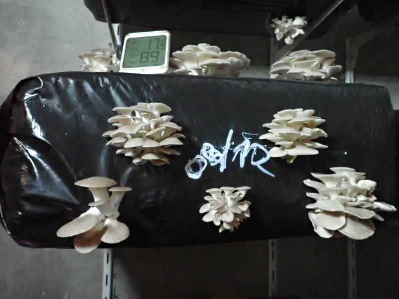 Les Pleurotes sur caf et copeaux de bois 3b culture champignons.JPG